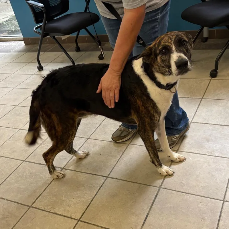 An adult medium-sized male Yellow / Tan / Blond / Fawn Mixed Breed dog named StrayPembrookDrive for adoption in Columbus, GA