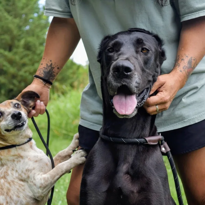 An adult extra large-sized female Black Great Dane dog named Velma for adoption in Spring hill, TN