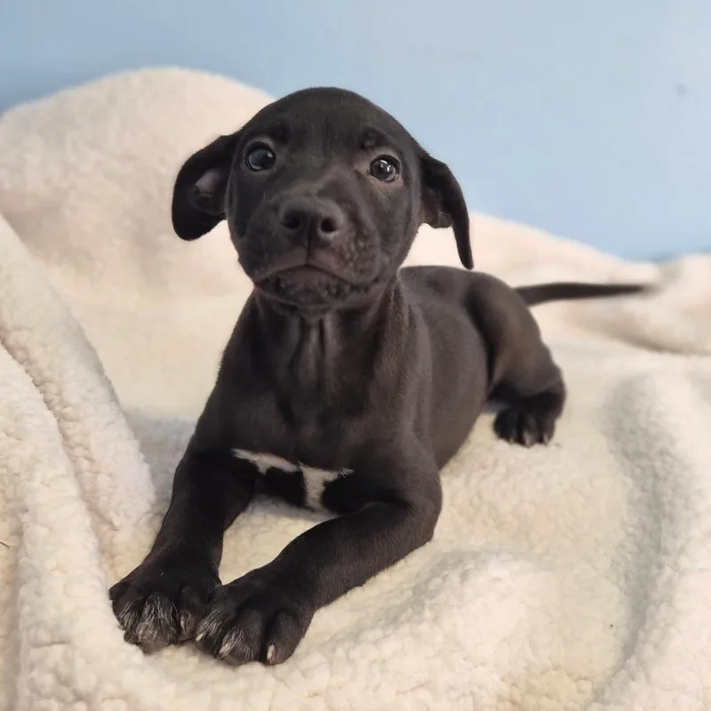 A baby small-sized male Mixed Breed dog named Shadowman for adoption in Wahiawa, HI