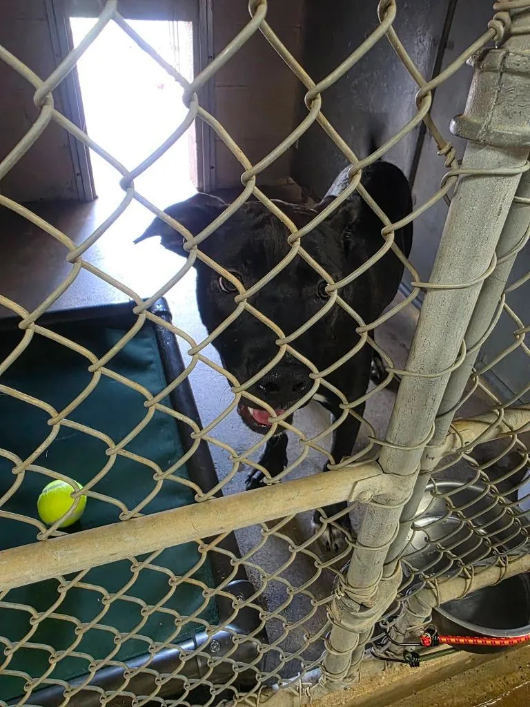 A baby medium-sized male Pit Bull Terrier dog named Ferlin for adoption in Maryville, TN