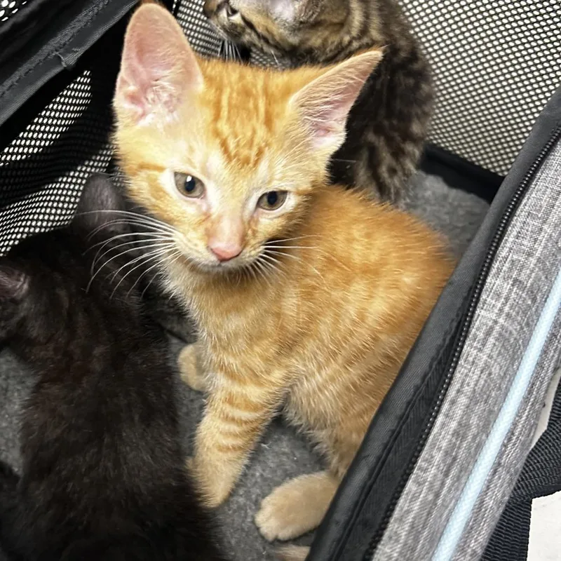 A baby small-sized male Orange / Red Domestic Short Hair cat named Cheddar for adoption in Philadelphia, PA