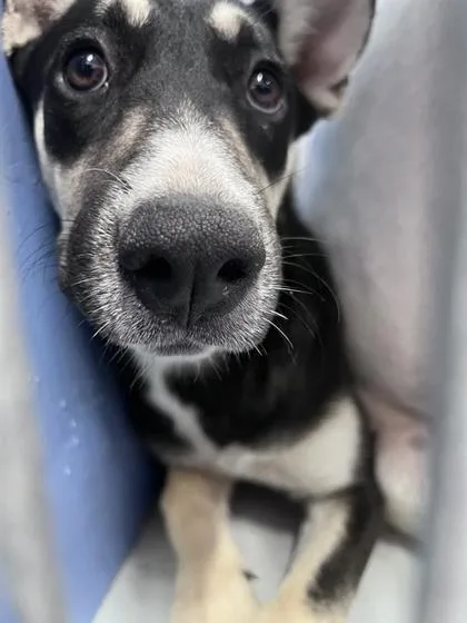 A baby medium-sized female Mixed Breed dog named 61711757 for adoption in El Paso, TX