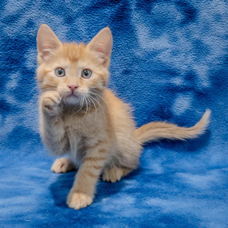A baby medium-sized male Tabby (Orange / Red) Domestic Short Hair cat named Ronnie for adoption in Overland Park, KS