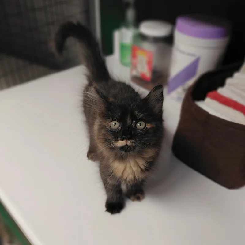 A baby medium-sized female Tortoiseshell Domestic Medium Hair cat named Skittles for adoption in Littleton, NH