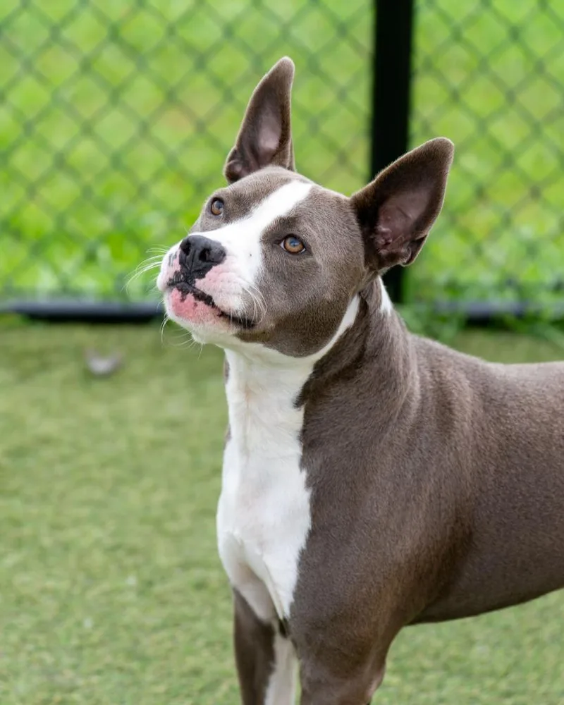 An adult medium-sized male Pit Bull Terrier dog named Bo Bo for adoption in Lavonia, GA