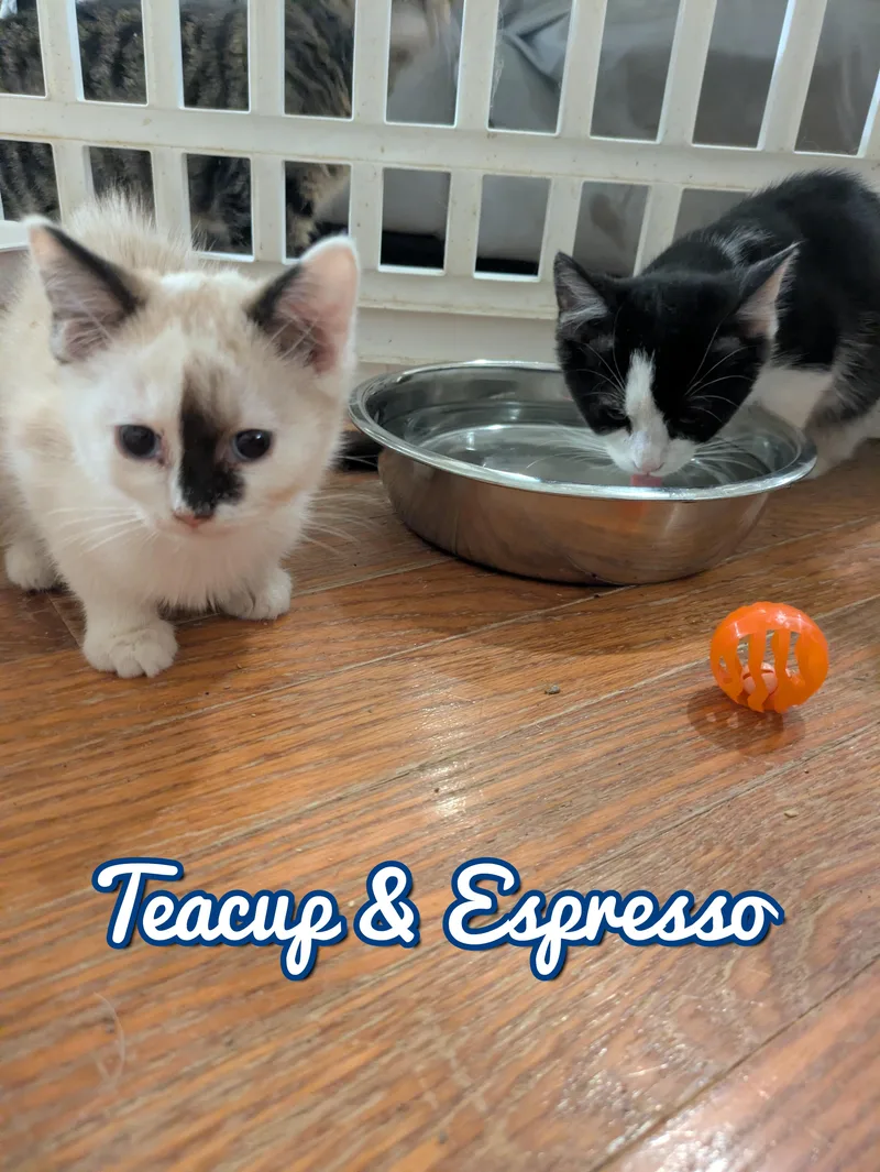 Teacup & Espresso