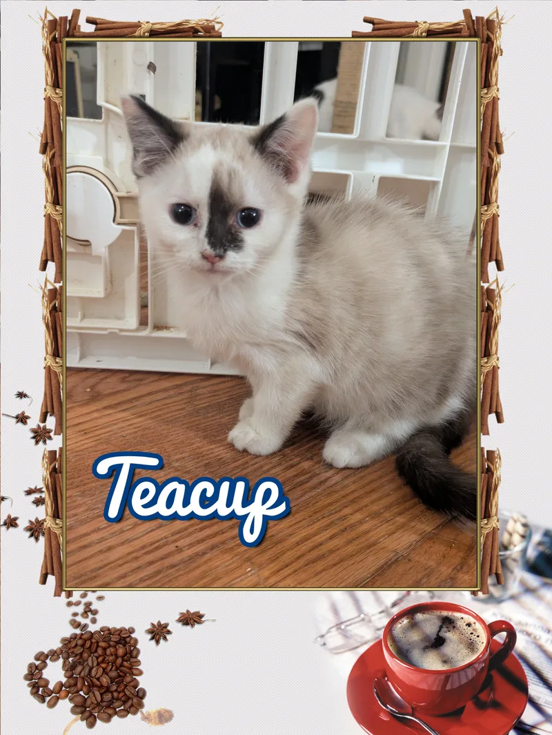 Teacup & Espresso thumbnail 2