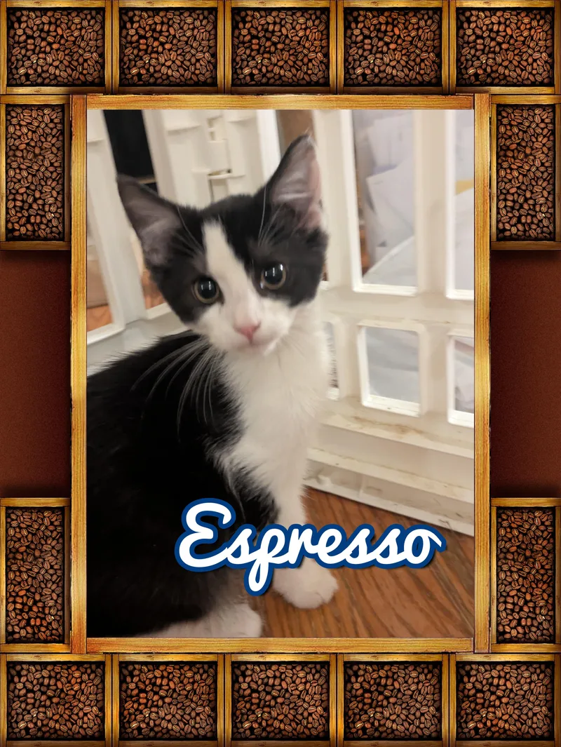 Teacup & Espresso thumbnail 3