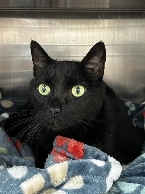 A senior medium-sized male Domestic Short Hair cat named Leo for adoption in Fort Lauderdale, FL