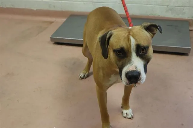 A young medium-sized male Mixed Breed dog named Judge for adoption in Columbia, SC