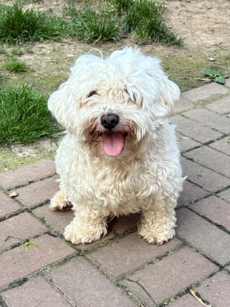 An adult small-sized male Shih Tzu dog named Scooby for adoption in Havertown, PA