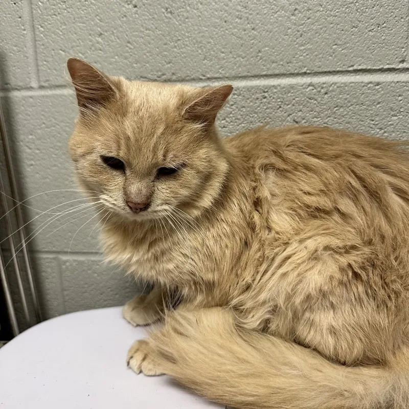 An adult medium-sized male Orange / Red Domestic Short Hair cat named Florian for adoption in New York, NY