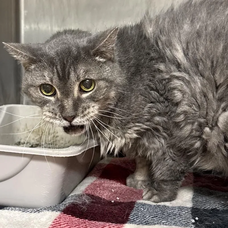 A senior medium-sized female Gray / Blue / Silver Domestic Medium Hair cat named Grammy for adoption in Midland, TX