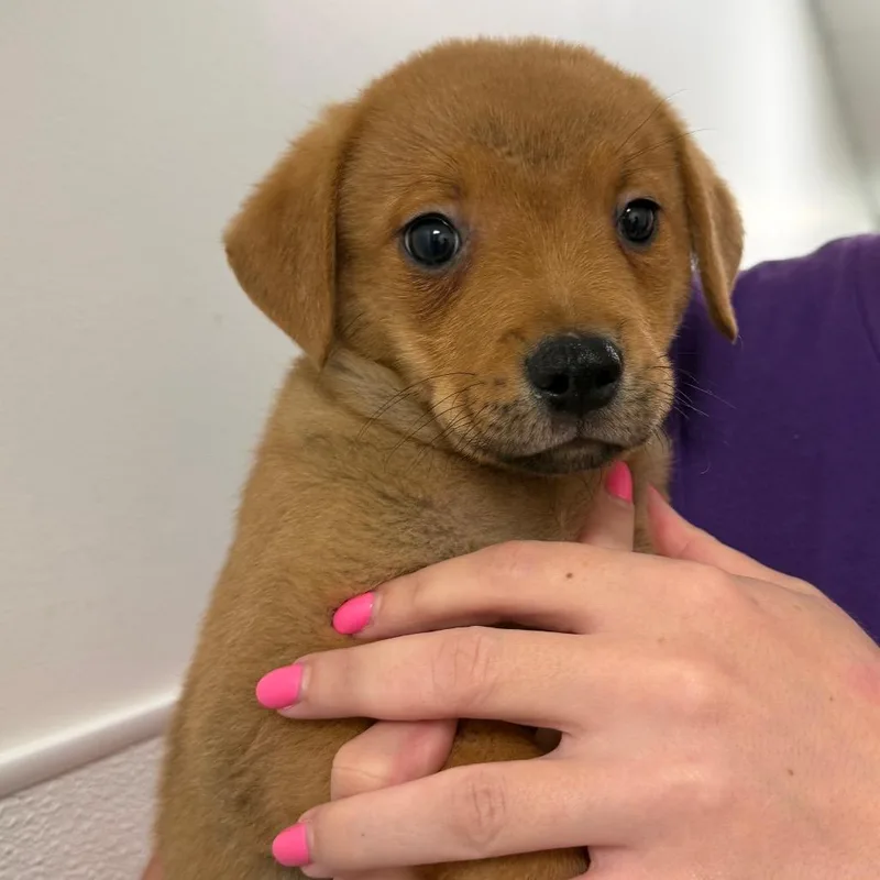 A baby medium-sized male Brown / Chocolate Mixed Breed dog named Otter for adoption in Tulsa, OK