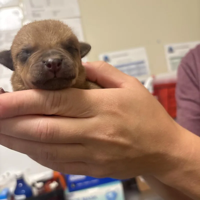Otter thumbnail 3