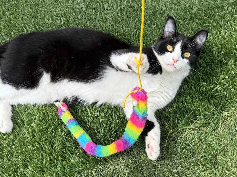 A baby medium-sized male Domestic Short Hair cat named Bushwack for adoption in Colorado Springs, CO