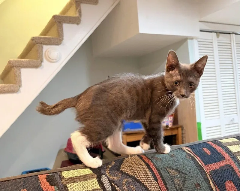 A baby medium-sized female Domestic Short Hair cat named Sidney  Willow Grove for adoption in Greenville, DE