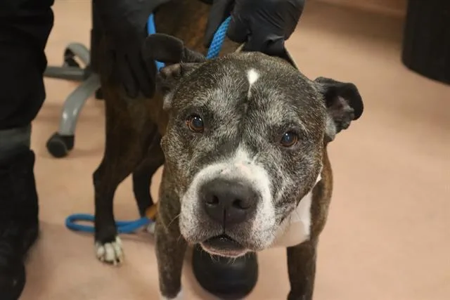 An adult medium-sized male Mixed Breed dog named Zane for adoption in Columbia, SC