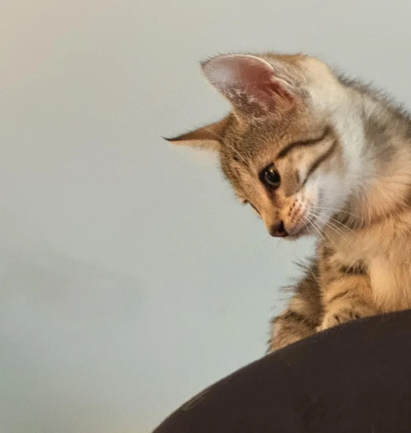 A baby medium-sized male Domestic Short Hair cat named Creme Brulee for adoption in Broomall, PA