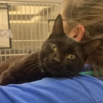A young medium-sized male Black Domestic Short Hair cat named Shadow for adoption in Phoenixville, PA