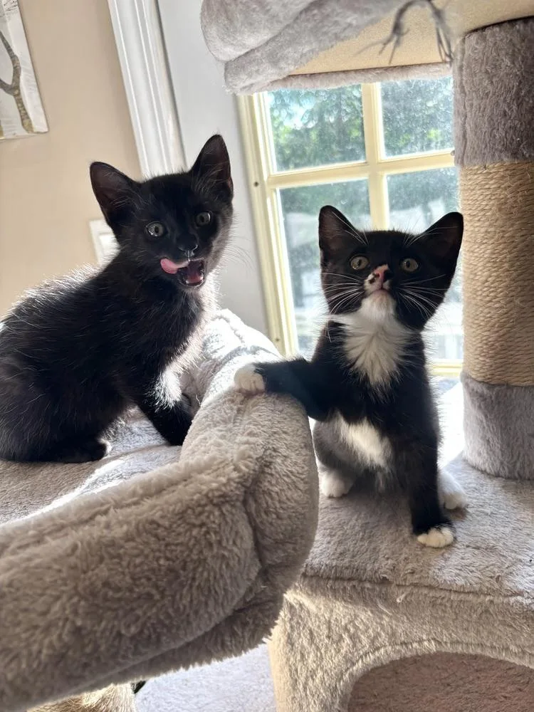 A baby small-sized female Black & White / Tuxedo Domestic Short Hair cat named Joy for adoption in Patchogue, NY