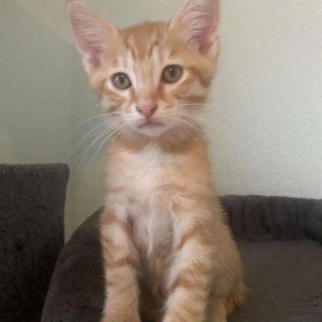 A baby small-sized male Domestic Medium Hair cat named Liam for adoption in Auburn, CA