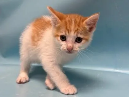An adult small-sized female Domestic Short Hair cat named Rosie for adoption in Woodbury, MN