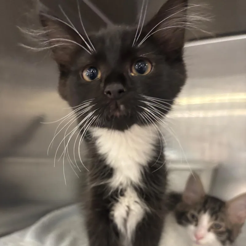 A baby small-sized male White Domestic Medium Hair cat named Jack In The Box for adoption in Spokane, WA