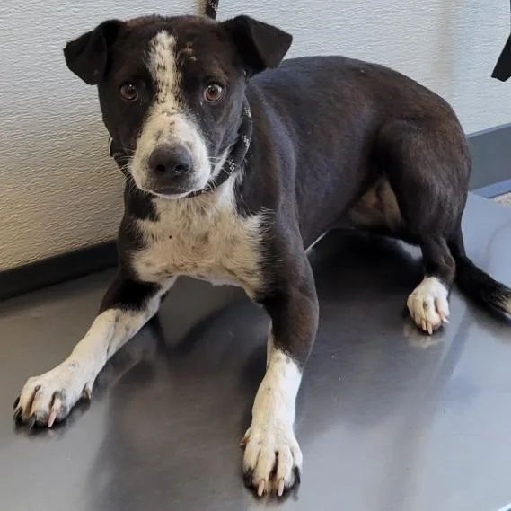 An adult medium-sized female Black Mixed Breed dog named Leliana for adoption in Las Cruces, NM