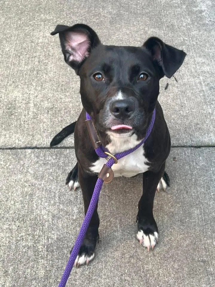 An adult medium-sized female Black Pit Bull Terrier dog named Iona for adoption in Chicago, IL