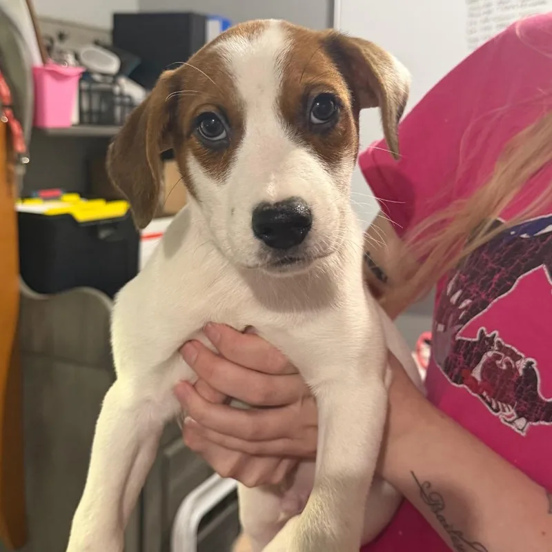 A baby small-sized male Brown / Chocolate Beagle dog named Butterscotch for adoption in Wappingers Falls, NY