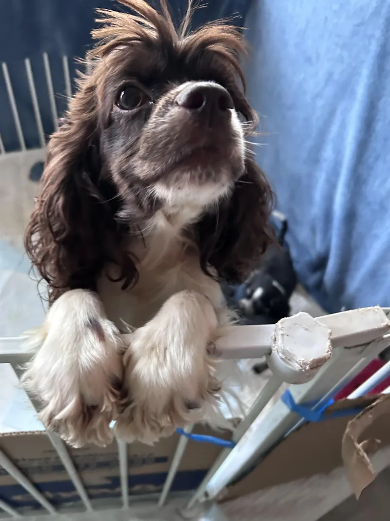 An adult medium-sized female Cocker Spaniel dog named Nia for adoption in Winder, GA