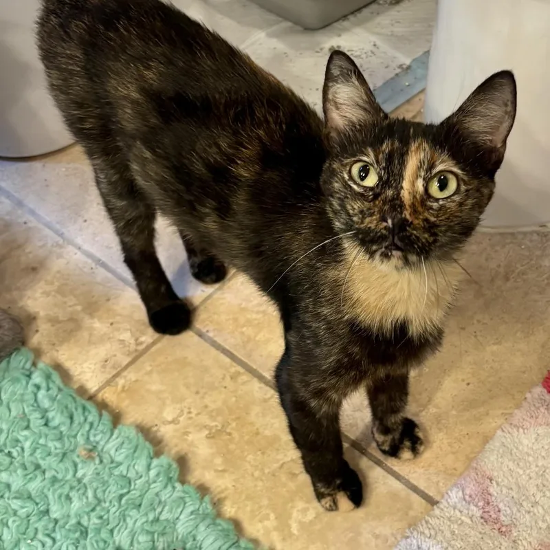 An adult medium-sized female Tortoiseshell Domestic Short Hair cat named Saffron for adoption in Houston, TX