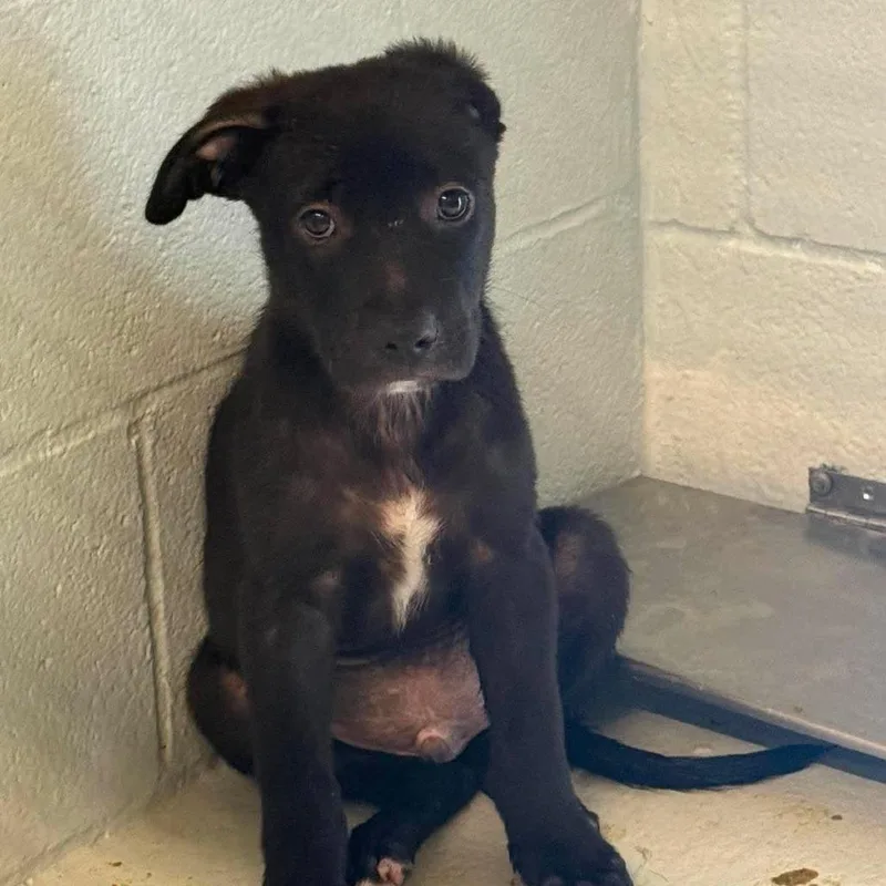 A baby small-sized male Black Shepherd dog named Tux for adoption in Austin, TX