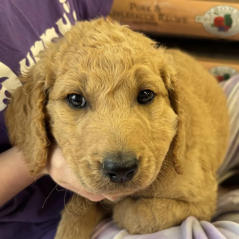 A baby medium-sized male Golden Retriever dog named Aurum for adoption in Dallas, TX