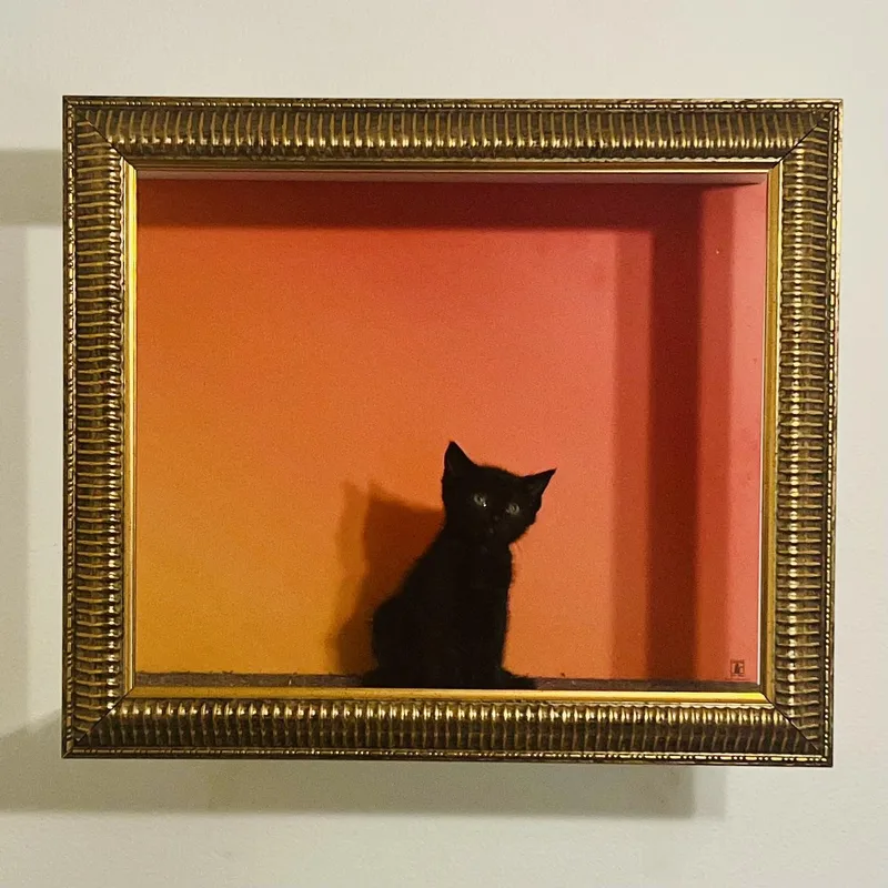 A baby small-sized male Black Bombay cat named Spark for adoption in Los Angeles, CA