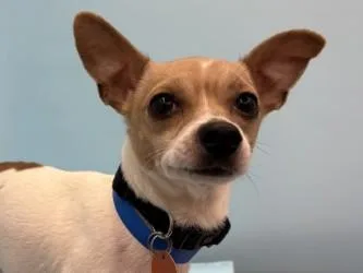 An adult small-sized male Chihuahua dog named Fritos for adoption in Golden Valley, MN