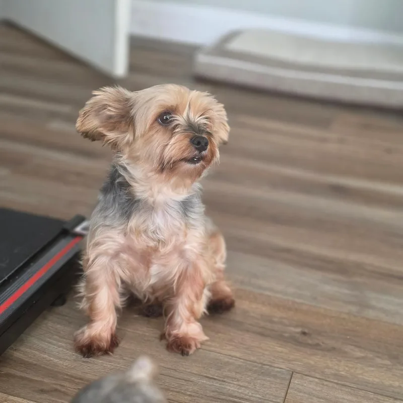 An adult small-sized female Yorkshire Terrier dog named Sweet Tart for adoption in Jackson, MO