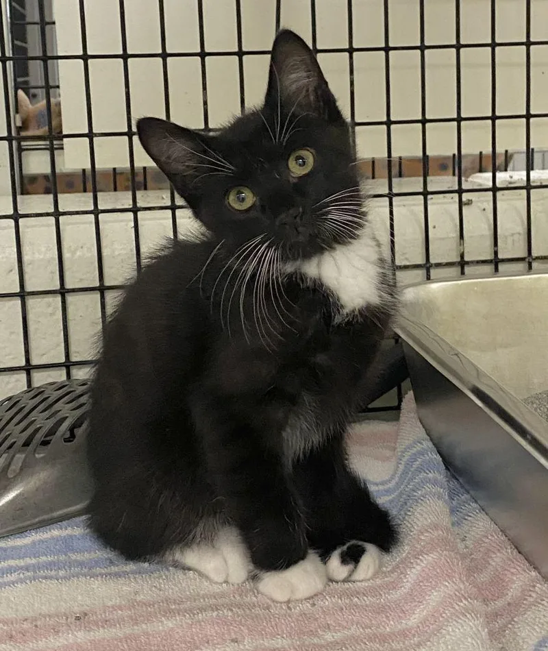 A baby small-sized male Black Domestic Short Hair cat named Iago for adoption in Alexandria, VA
