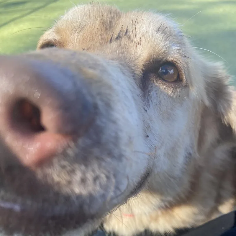 A senior medium-sized male Brown / Chocolate Mixed Breed dog named Charlie Brown for adoption in Greensboro, NC