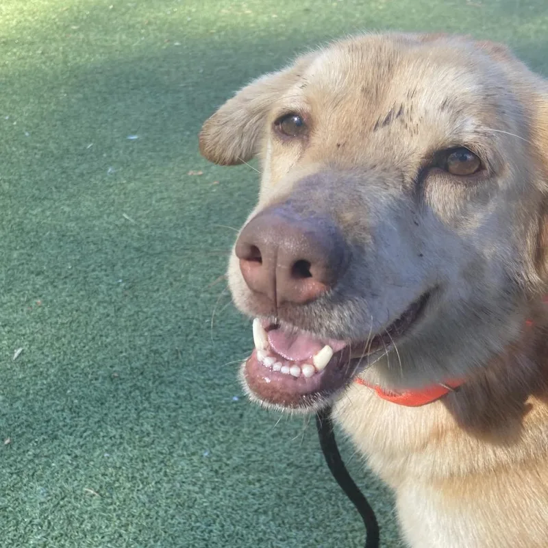 Charlie Brown thumbnail 3