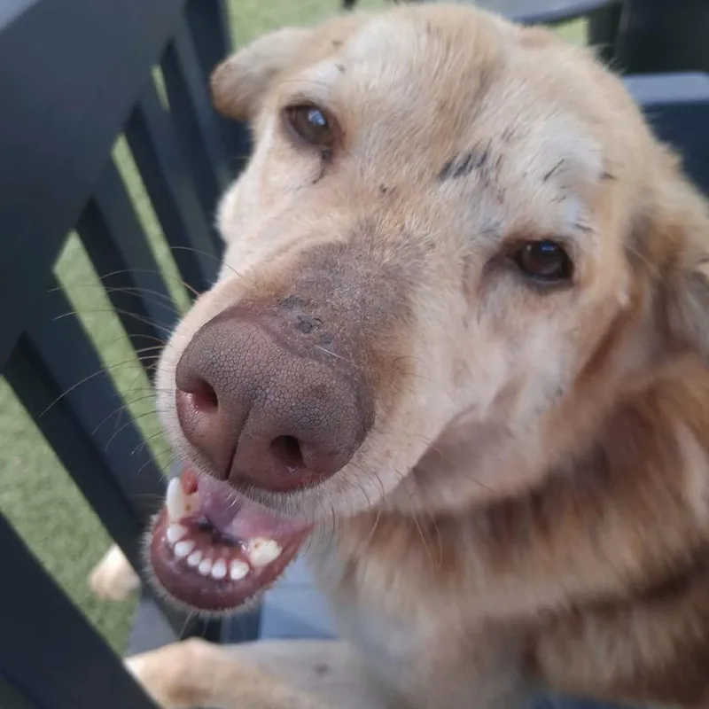 Charlie Brown thumbnail 5