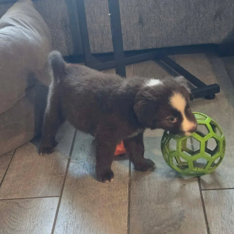 A baby medium-sized male Australian Shepherd dog named Gimli for adoption in Justin, TX