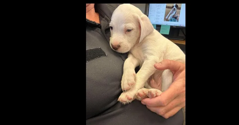 A baby small-sized male Pit Bull Terrier dog named Ted Lasso Litter: Ted for adoption in Dallas, TX