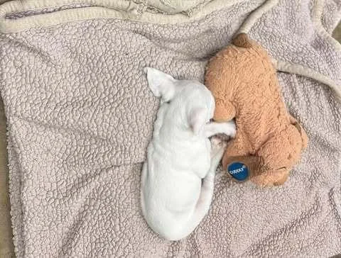Ted Lasso Litter: Ted thumbnail 2