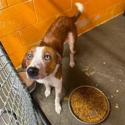 A baby small-sized male Brown / Chocolate Hound dog named Xavier for adoption in Berkeley Springs, WV