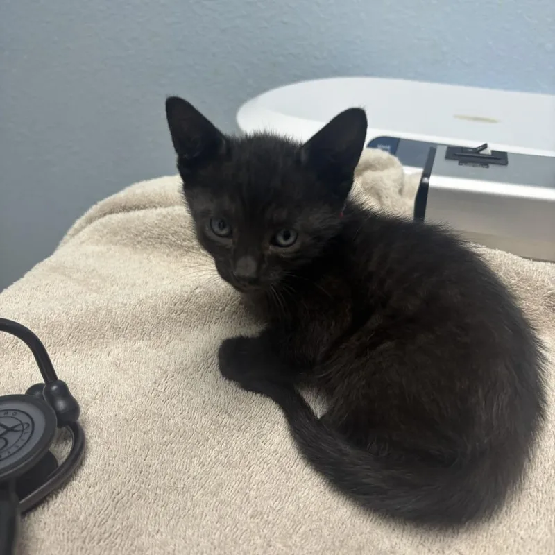 Catalina