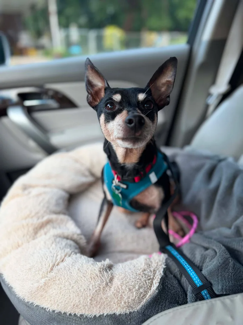 A senior small-sized female Black Miniature Pinscher dog named Mitzy for adoption in East Point, GA