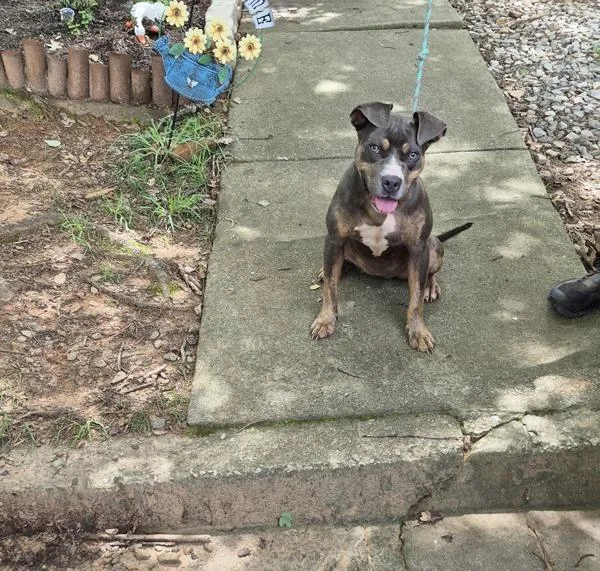 A young medium-sized female Pit Bull Terrier dog named Pen Ic for adoption in Lawrenceville, GA
