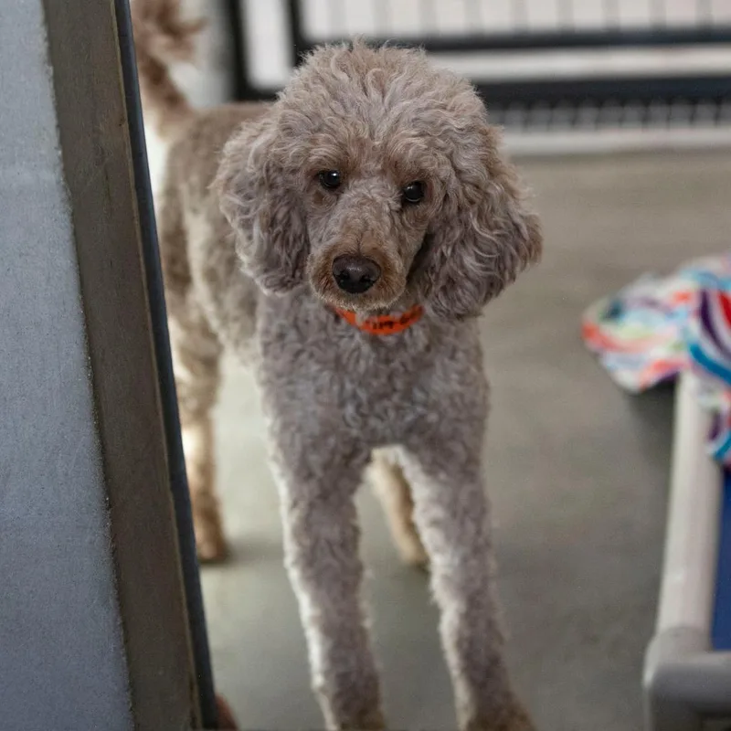 An adult small-sized female Miniature Poodle dog named Eden for adoption in Peyton, CO